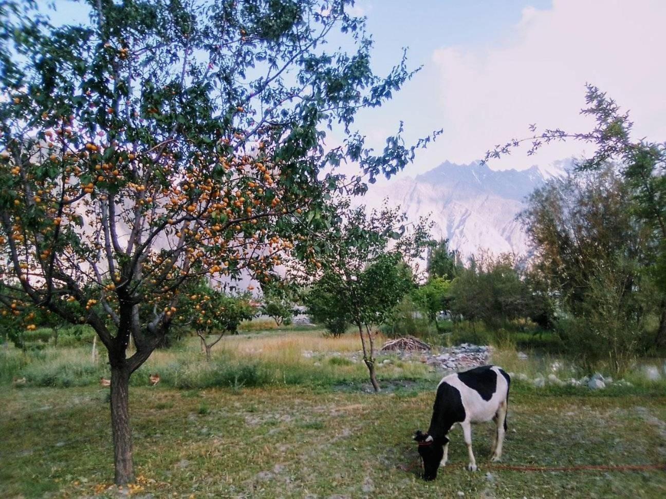 Passu Cones Hotel Pasu Εξωτερικό φωτογραφία